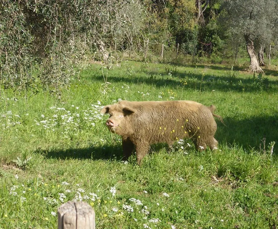 Campospillo Villa Magliano in Toscana Italy