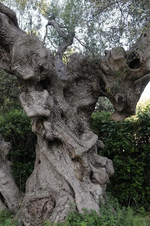 Campospillo Villa Magliano in Toscana Farm stay